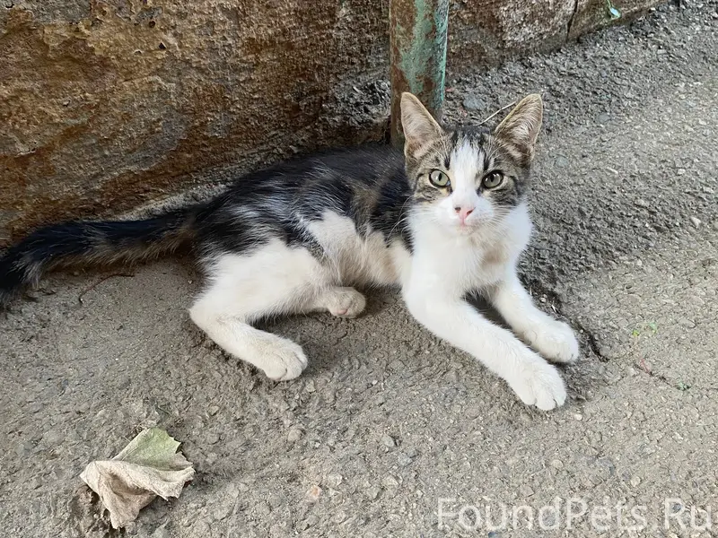 Найден котёнок, район ЦРБ