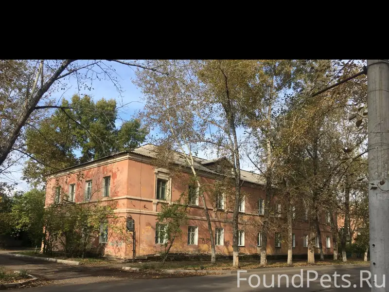 Найдена кошка (кот), подросток