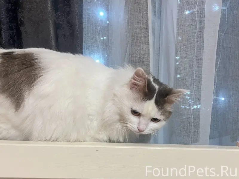 Пропала кошка Соня, улица Советская