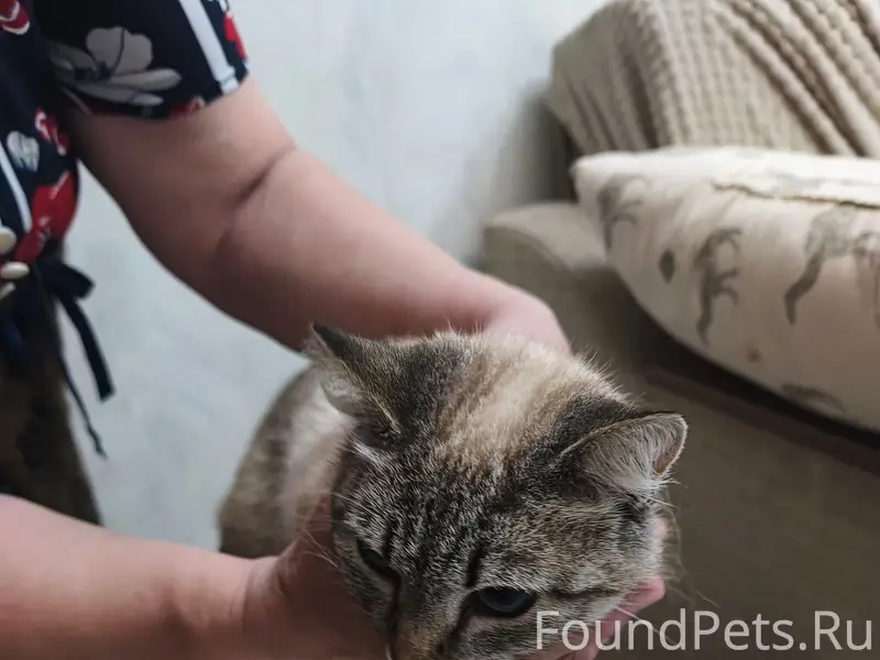 Найдена кошка, улица Центральная-Убейная