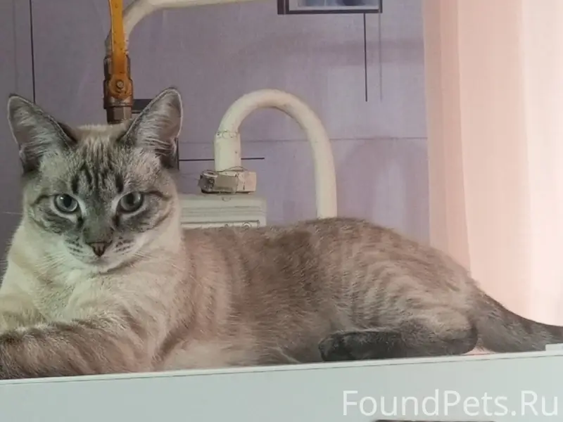Пропал кот, свяжитесь по номеру 89017830260