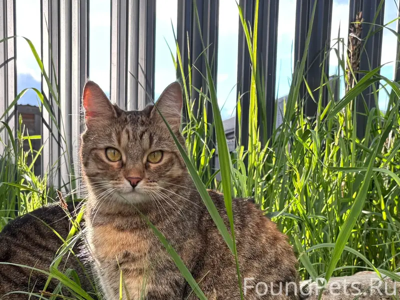 Пропала кошка, деревня Аксинькино