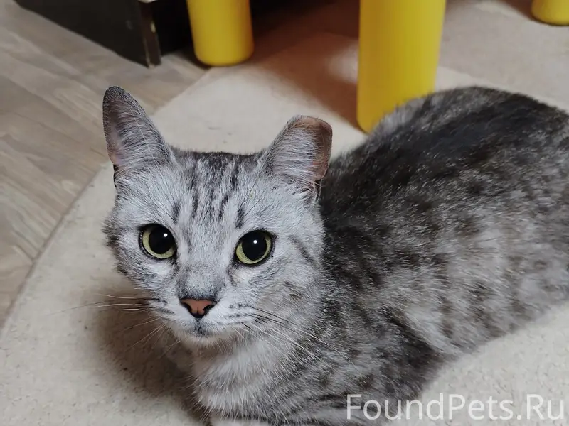 Найдена кошка, улица Фестивальная