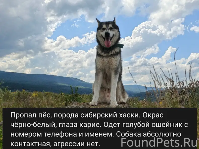 Пропала собака, п. Вязовая