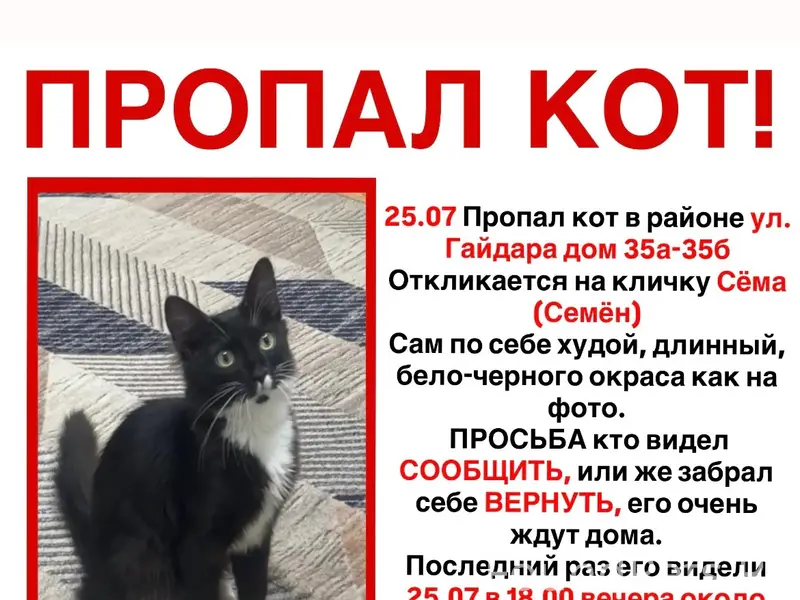 Пропал кот, улица Гайдара