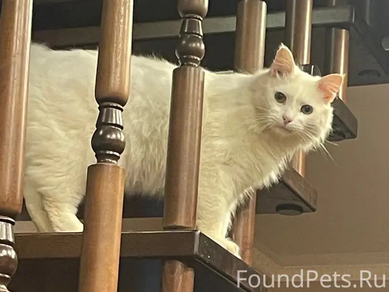 Пропали белый кот и чёрная кошка, Ютаза