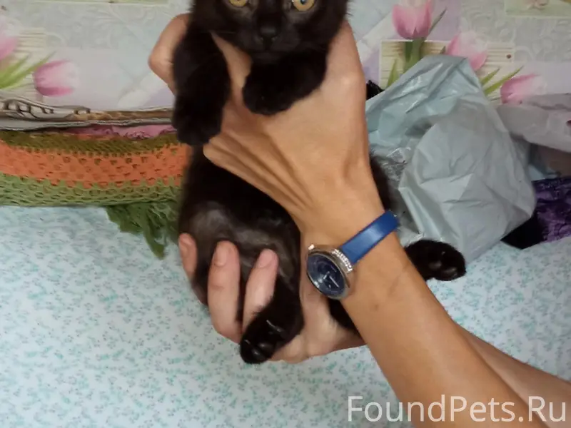 Найден котёнок, на дороге