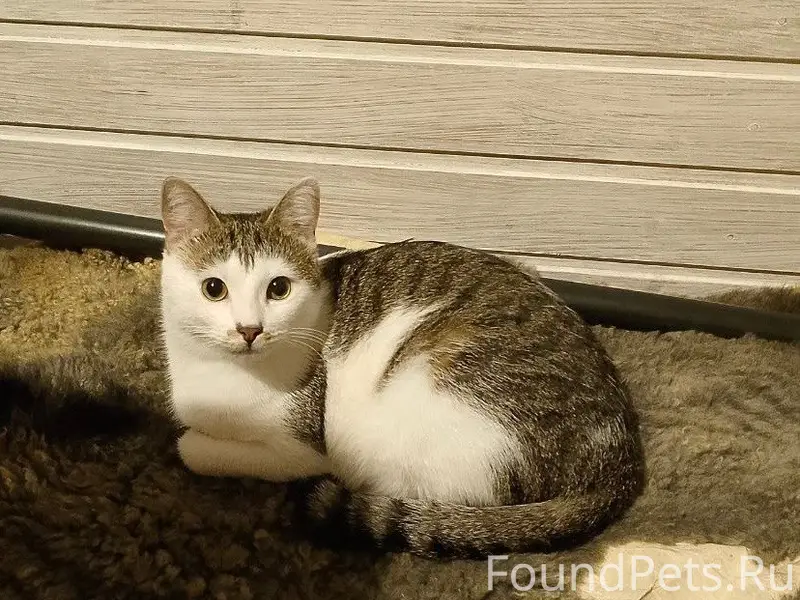 Пропал кот Черчиль, СНТ Океан