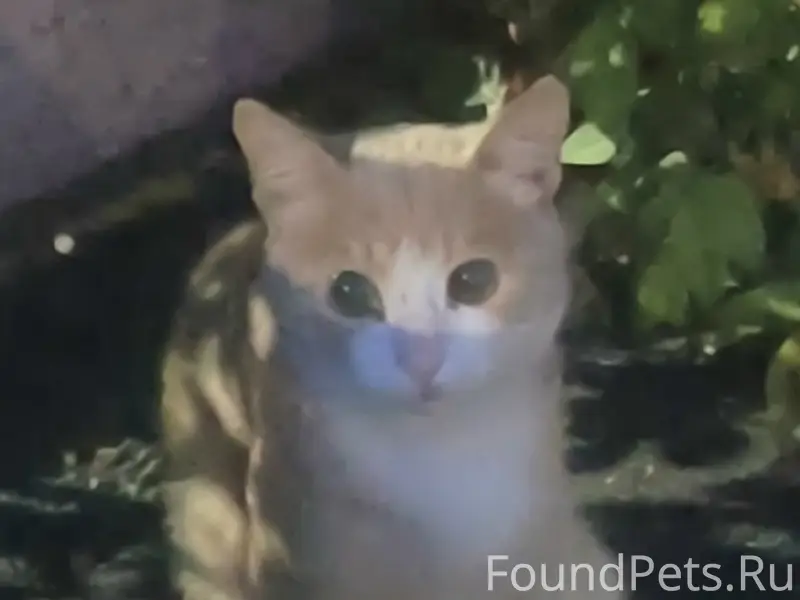 Найдена кошка, центр Тулы