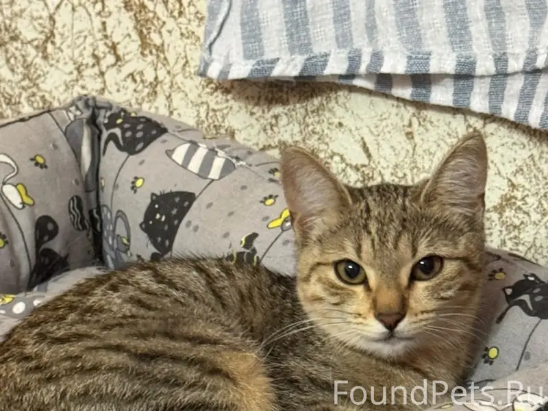 Найден котёнок-девочка, около 4 месяцев