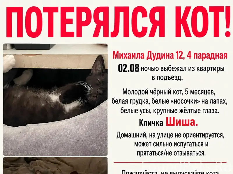 Пропал кот Шиша, Михаила Дудина