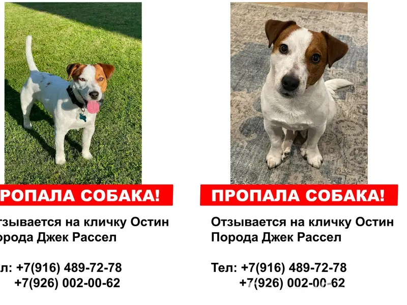 Пропал джек-рассел Остин, Филимонковское поселение