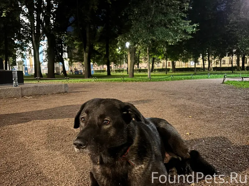 Найден мальчик с ошейником, Адмиралтейский р-н
