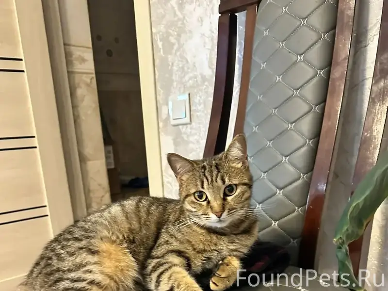 Пропала кошка, г. Темрюк