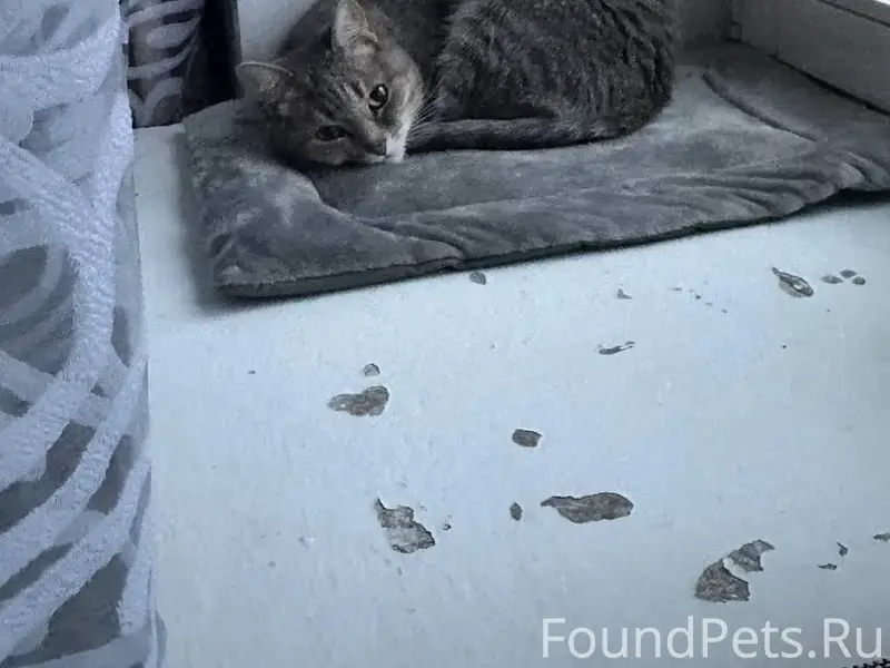 Пропала кошка Дыма, Завьялово