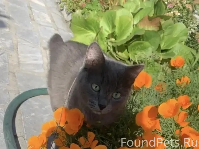 Пропала кошка, город Богданович