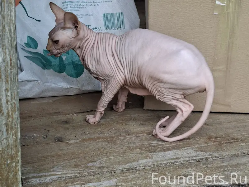 Пропала кошка, деревня Березовка