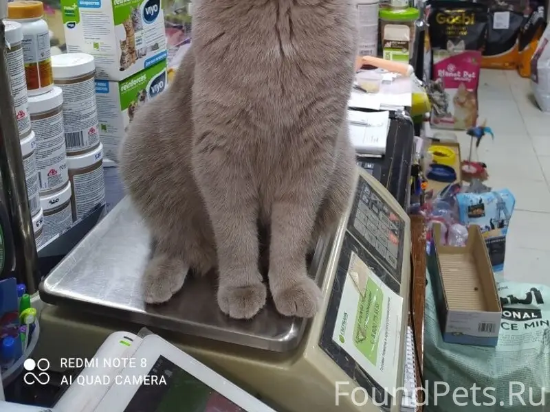Пропала кошка Норочка, магистральная 33/2