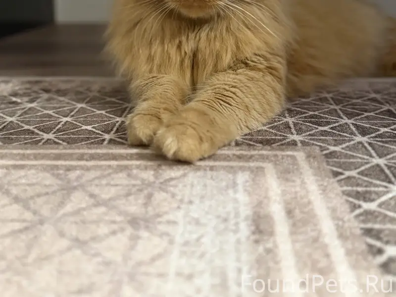 Пропал рыжий кот Котя в районе тов.Медик
