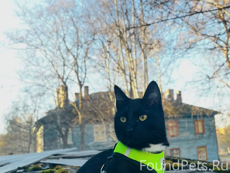 Пропал кот Мася, центр Кончезеро