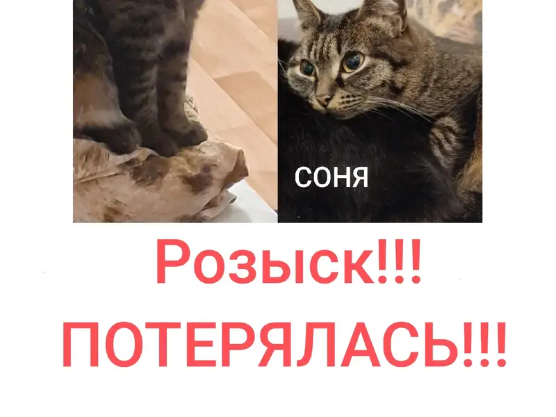 Пропала кошка Соня, проезд Анатолия Щеткова