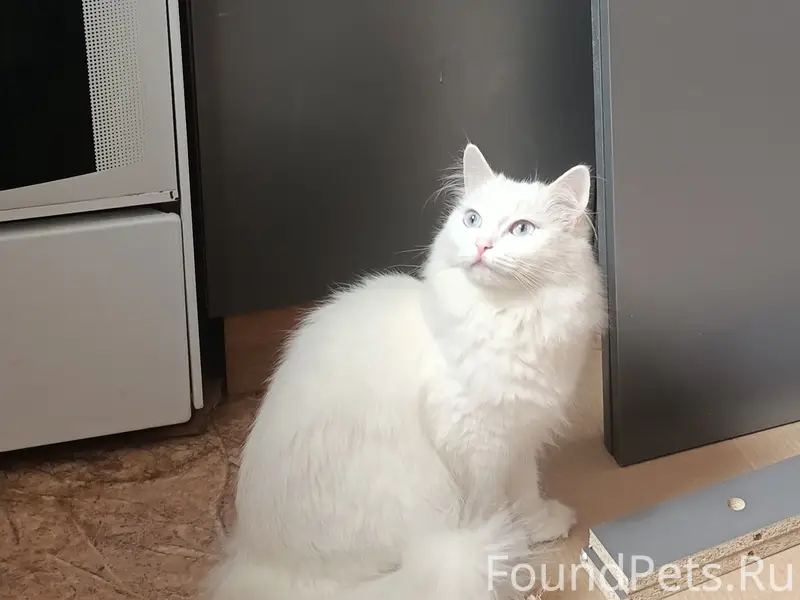 Пропала белая кошка, ул. Советская