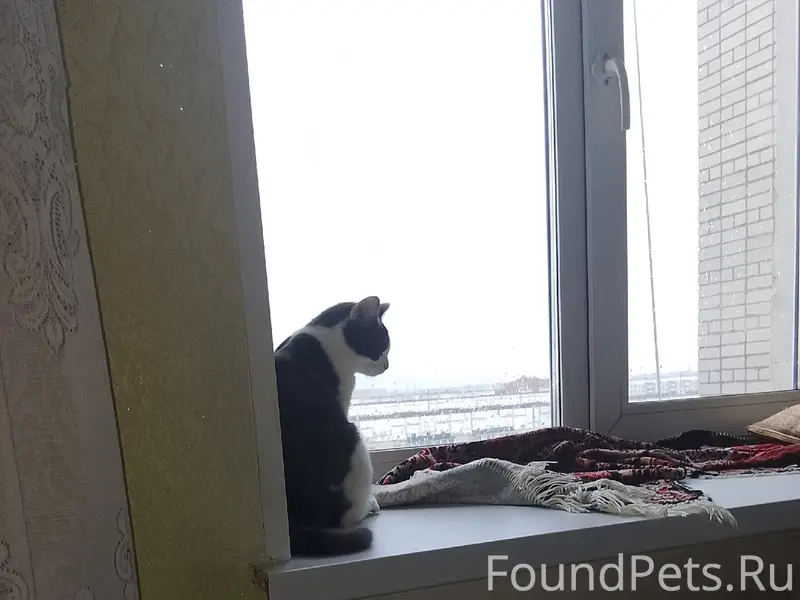 Пропала кошка Барсик, Йошкар-Ола