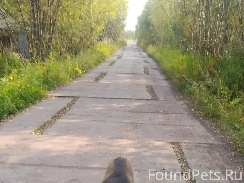 Пропала лайка Тайга, Восточный