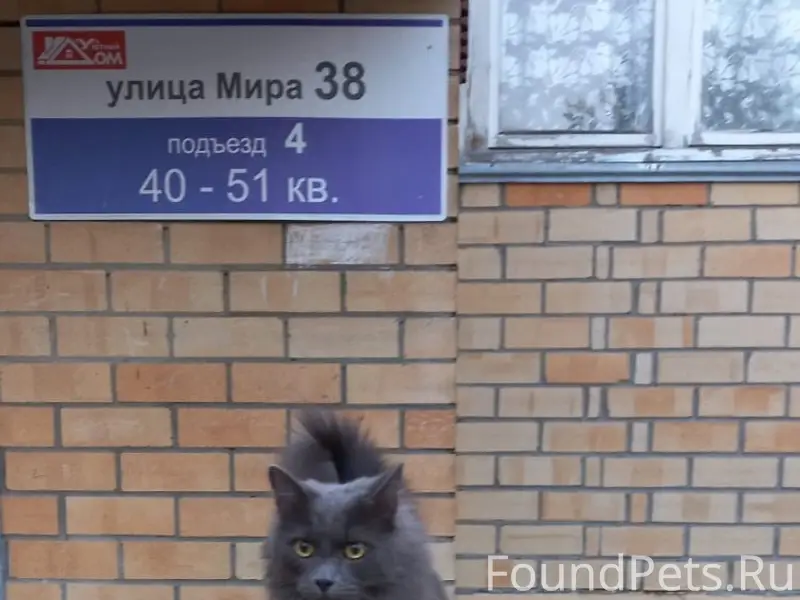 Пропал кот Лютик, ул. Мира 38