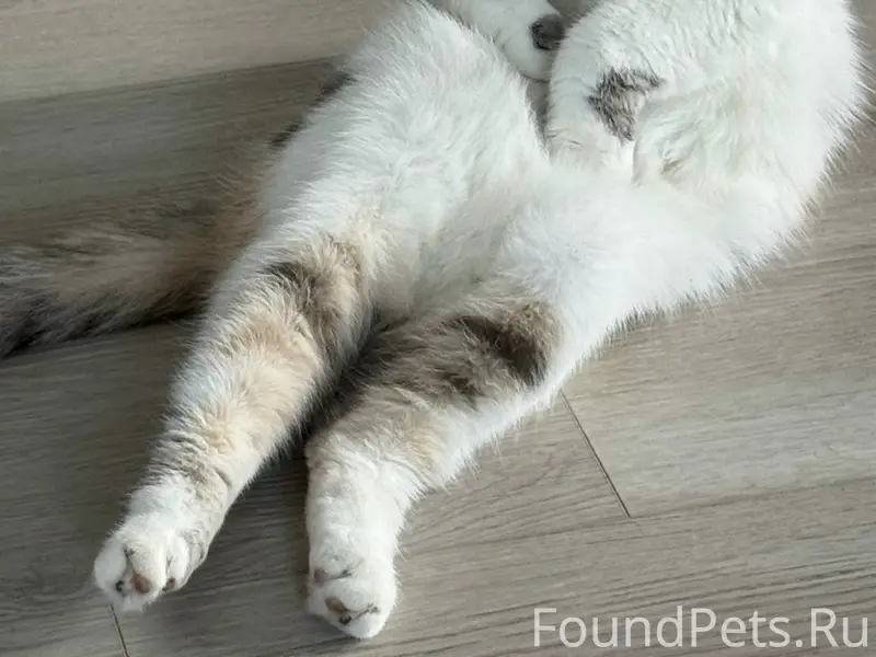 Пропала трехцветная кошка, частный сектор, 23 школа