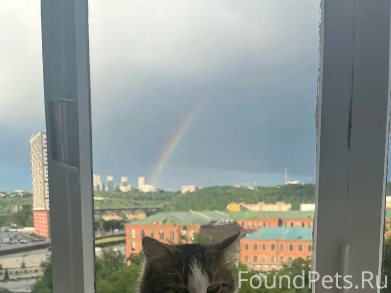 Пропал кот Яша, площадь Комсомольская