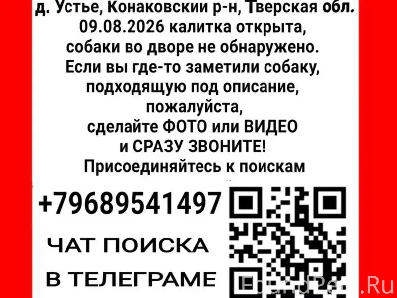 Пропала собака Афина, д. Устье, Конаковский р-н
