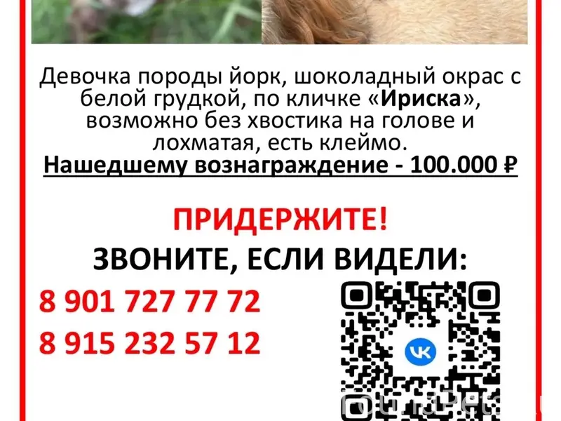 Пропала Йоркширский терьер Ириска, Балашиха
