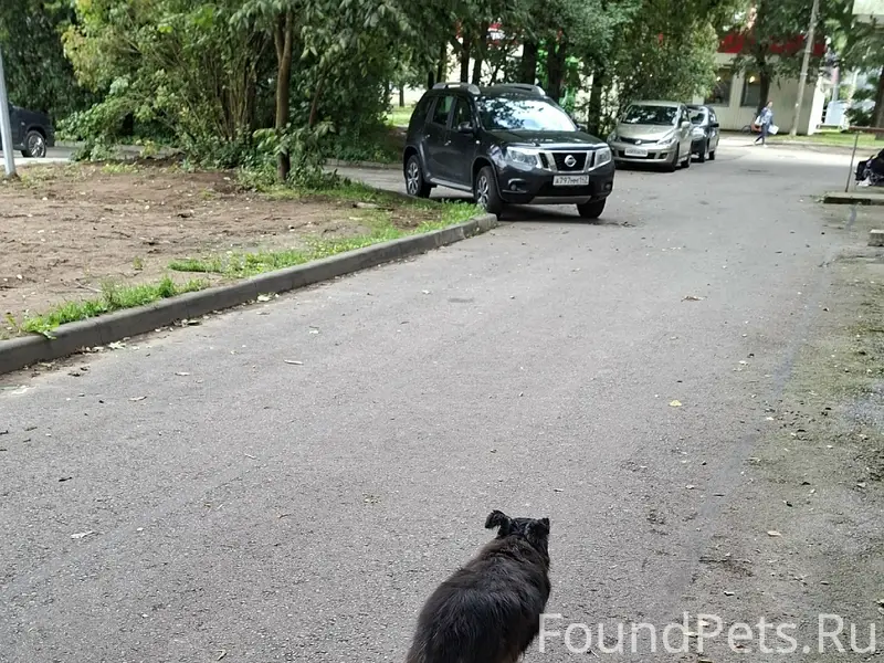 Пропала старая собака, Театральная, Вокзальная