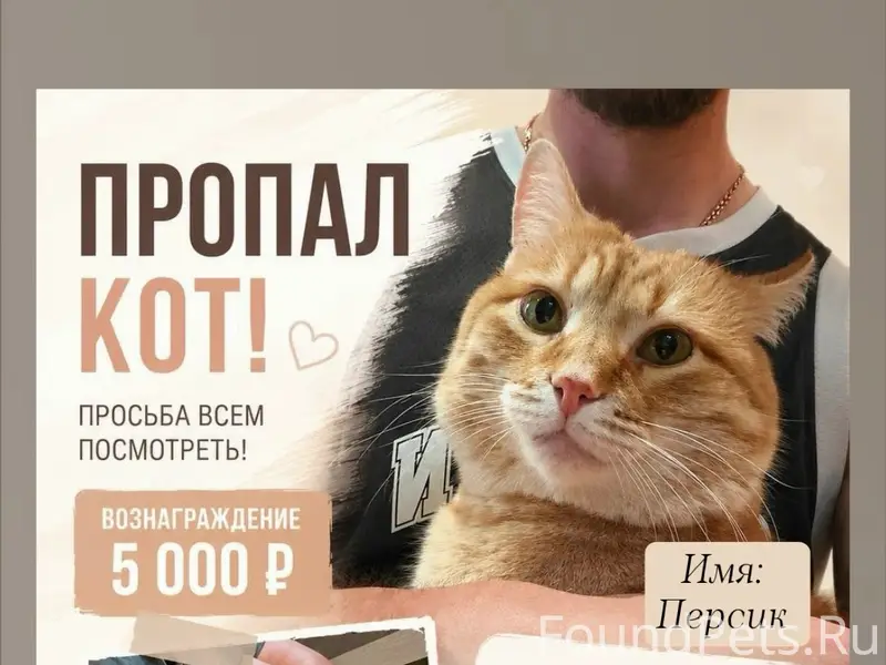 Пропал кот Персик
