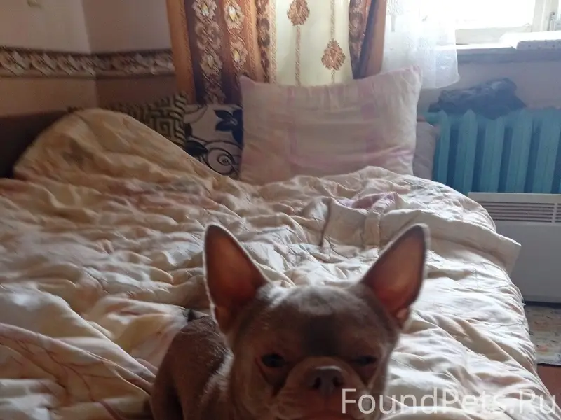 Пропал щенок Малыш