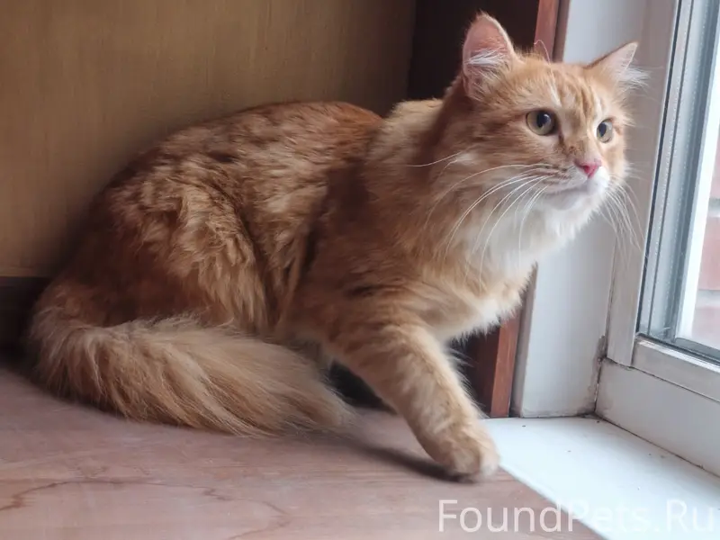 Найден кот, Есенина