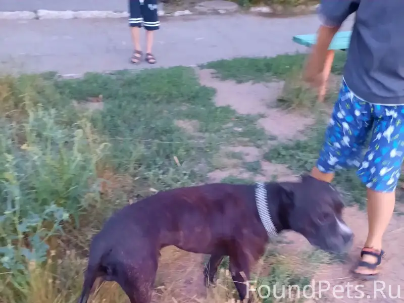 Пропал пёс, г. Орск, посёлок ОЗТП