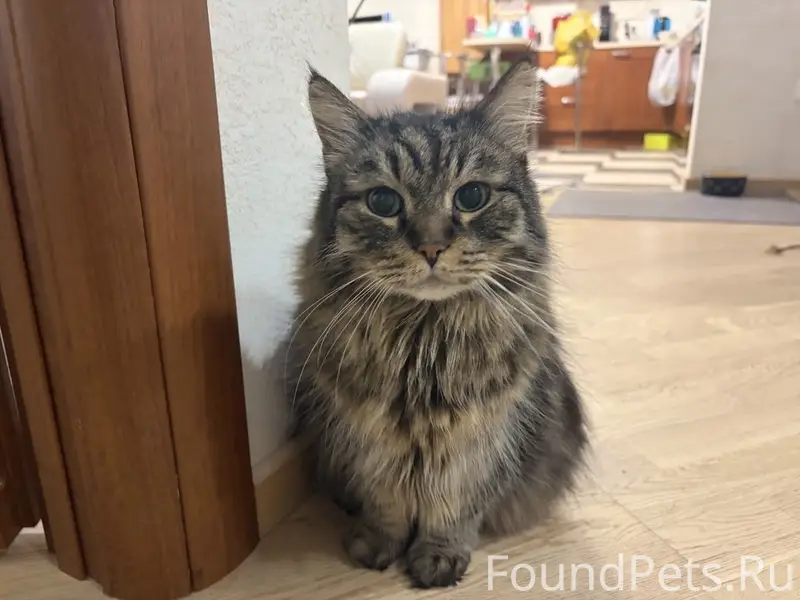 Пропал кот Чудодей, деревня Белая поляна