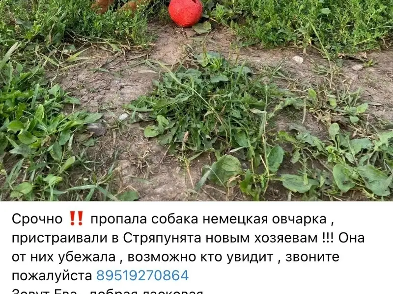 Пропала немецкая овчарка Ева, Стряпунята