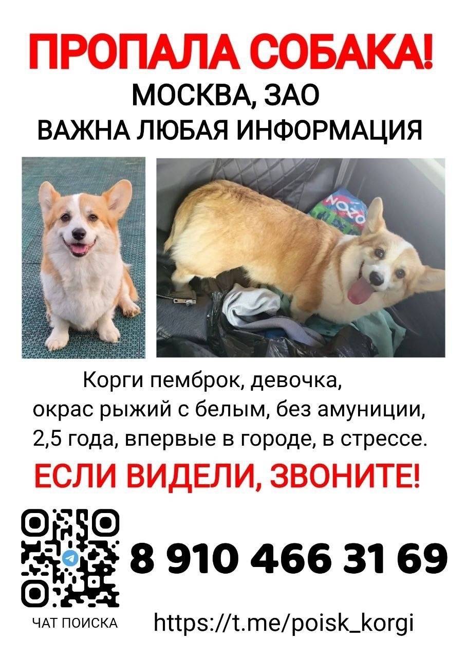 Пропала корги пемброк, Москва, ЗАО