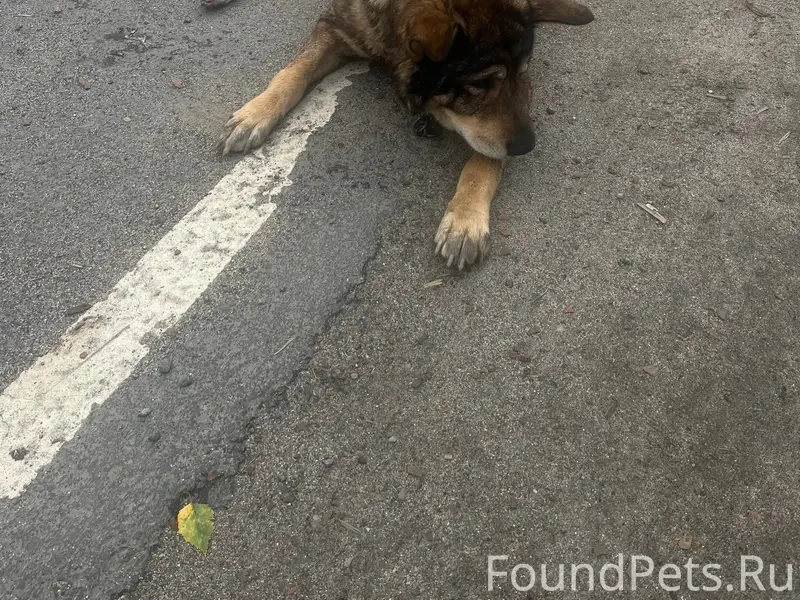 Найден пёс, Соломенное