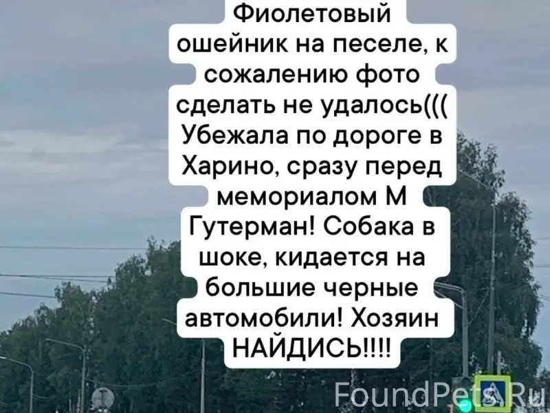 Пропал цвергпинчер, черный, в фиолетовом ошейнике, Кострома-Ярославль