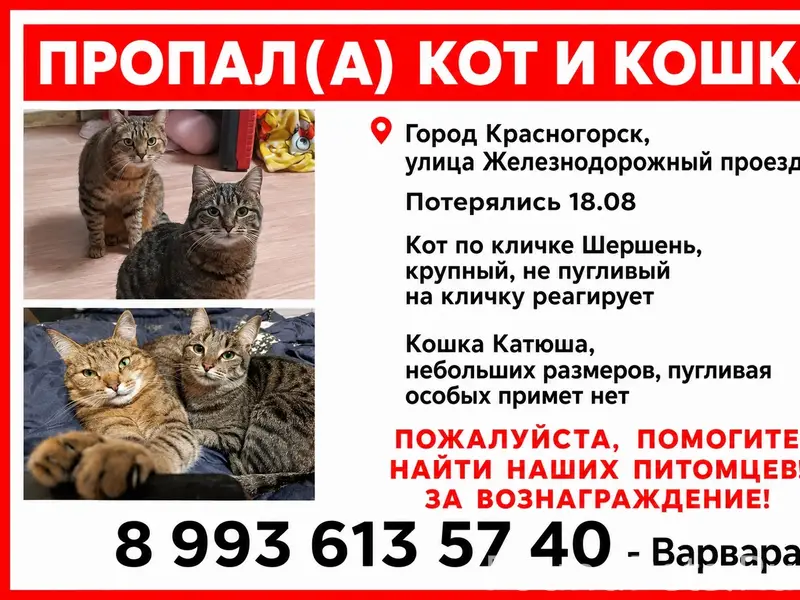 Пропали кот Шершень и кошка Катюша, Красногорск