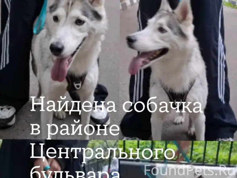 Найден хаски, Центральный бульвар