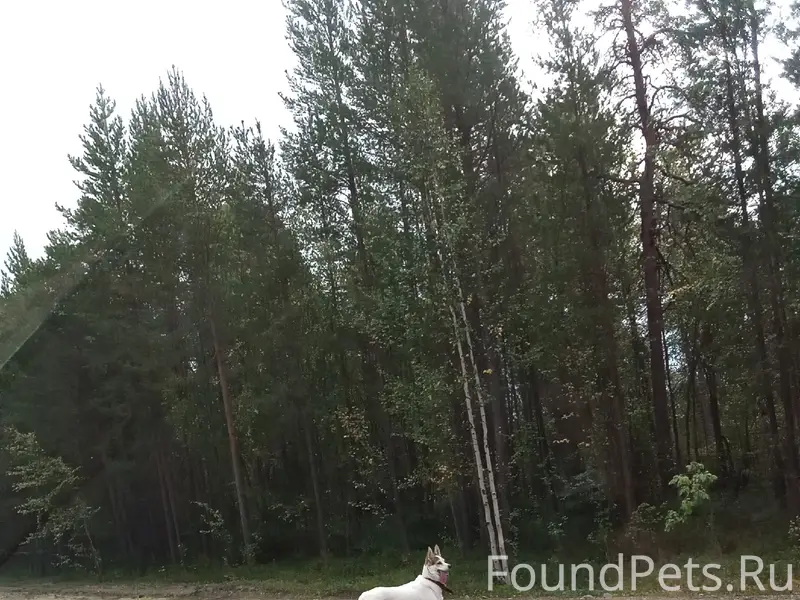 Найден пёс, между 112 и 113 км