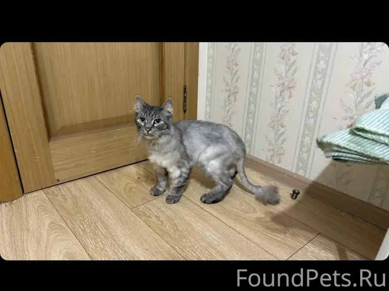 Найден кот, Текстильная 16/18