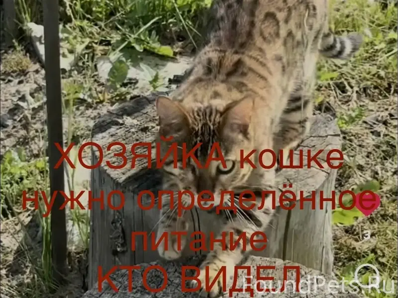 Пропала бенгальская кошка Манечка, Звенящие кедры
