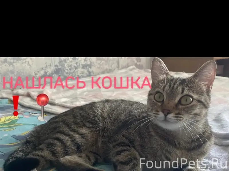 Найдена кошка, проспект Победы