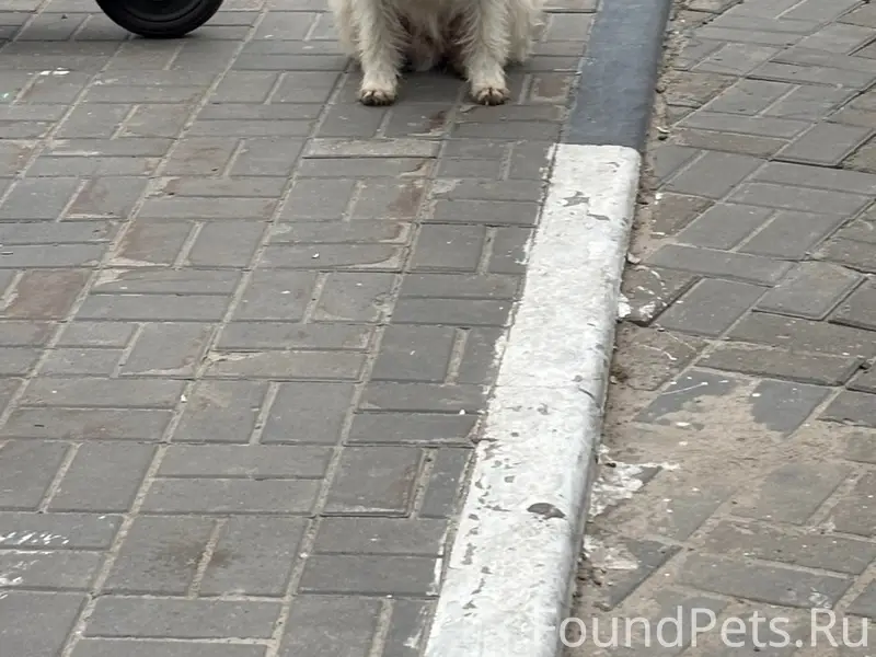 Найден тип собака, Афонино